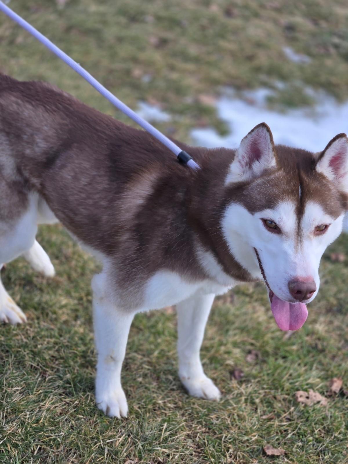 Enlarge Ragnar, an adoptable Siberian Husky in Hamilton, ON image 2/6