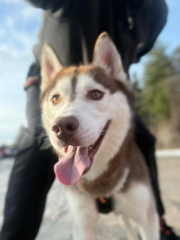 Enlarge Ragnar, an adoptable Siberian Husky in Hamilton, ON image 5/6