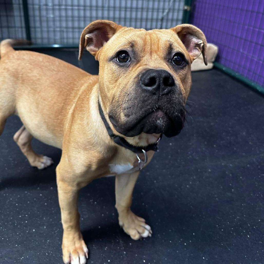 Enlarge Arrow, a Adoptable mixed breed in Turlock, CA image 1/6