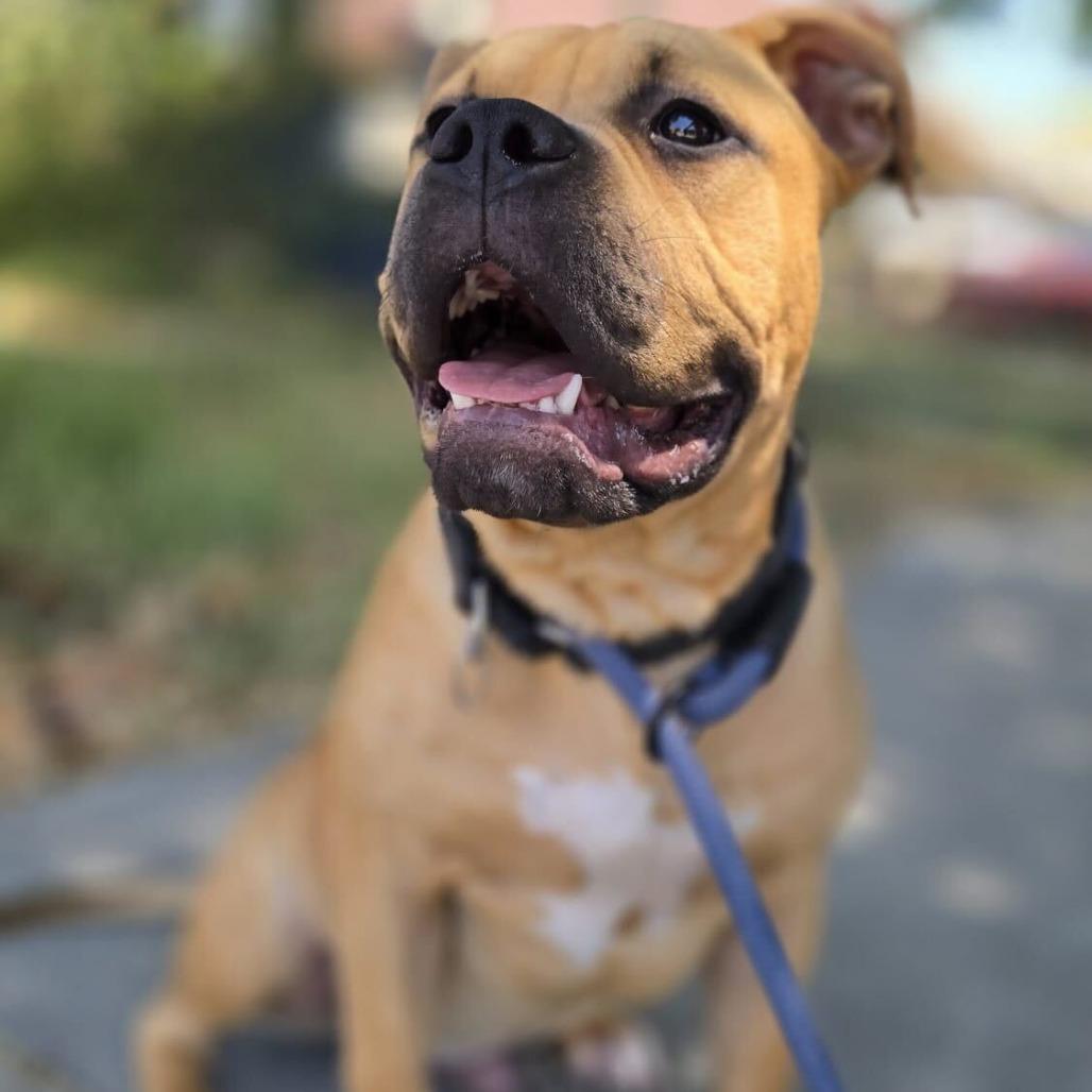 Enlarge Arrow, a Adoptable mixed breed in Turlock, CA image 2/6