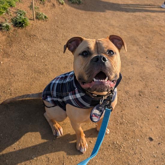 Enlarge Arrow, a Adoptable mixed breed in Turlock, CA image 4/6