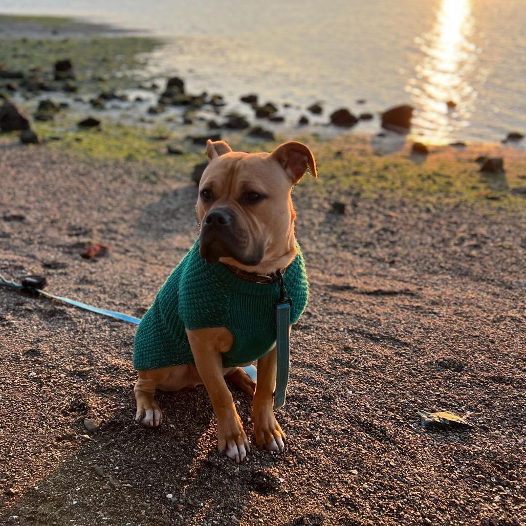 Enlarge Arrow, a Adoptable mixed breed in Turlock, CA image 6/6