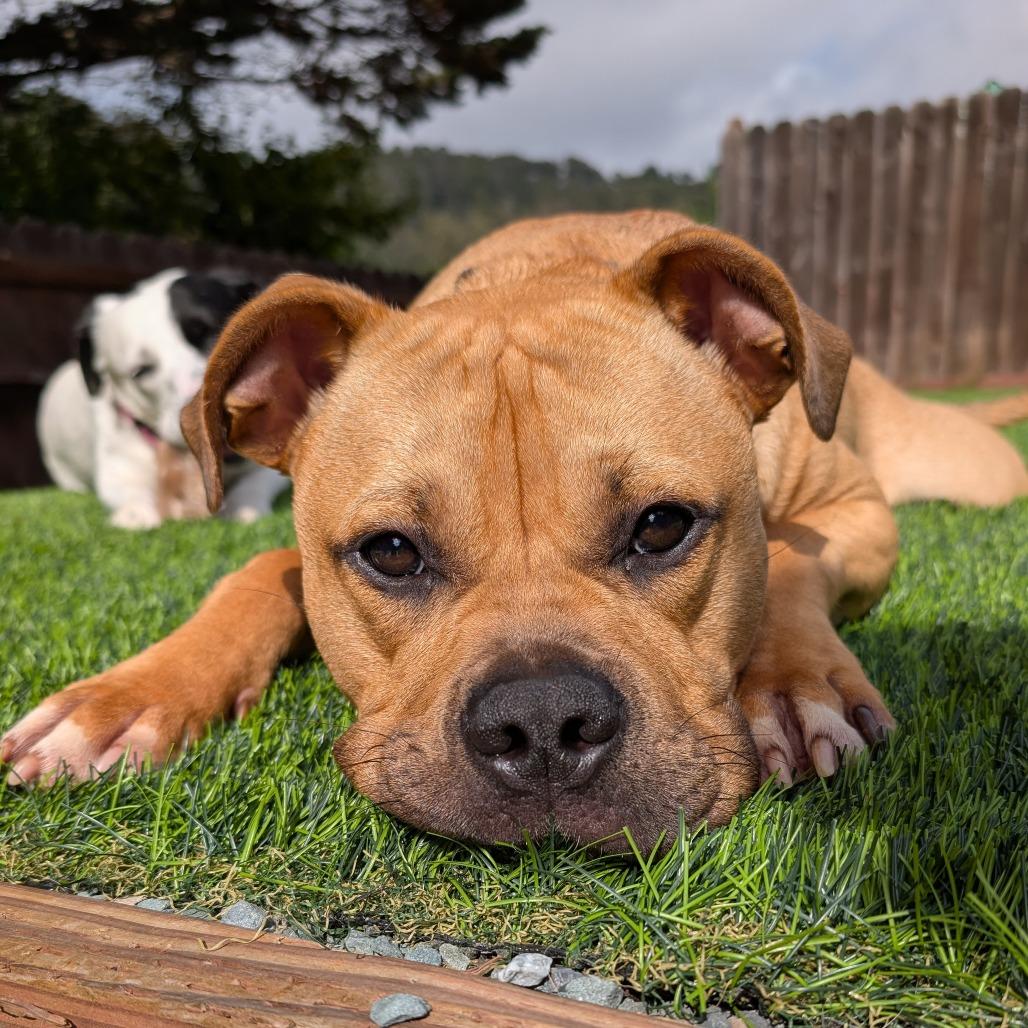 Enlarge Arrow, a Adoptable mixed breed in Turlock, CA image 6/6
