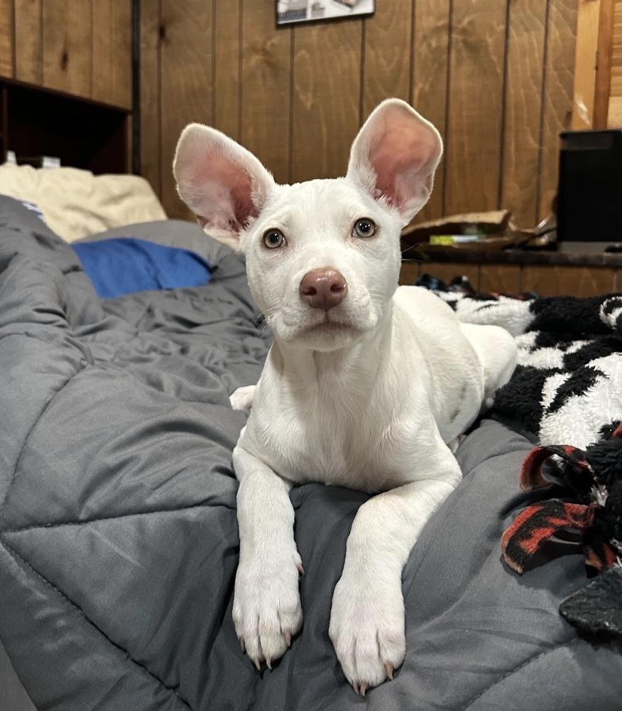 Daphne, Adoptable, Puppy Female Mixed Breed.