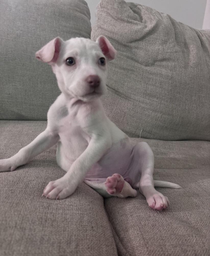 Daphne, Adoptable, Puppy Female Chihuahua.