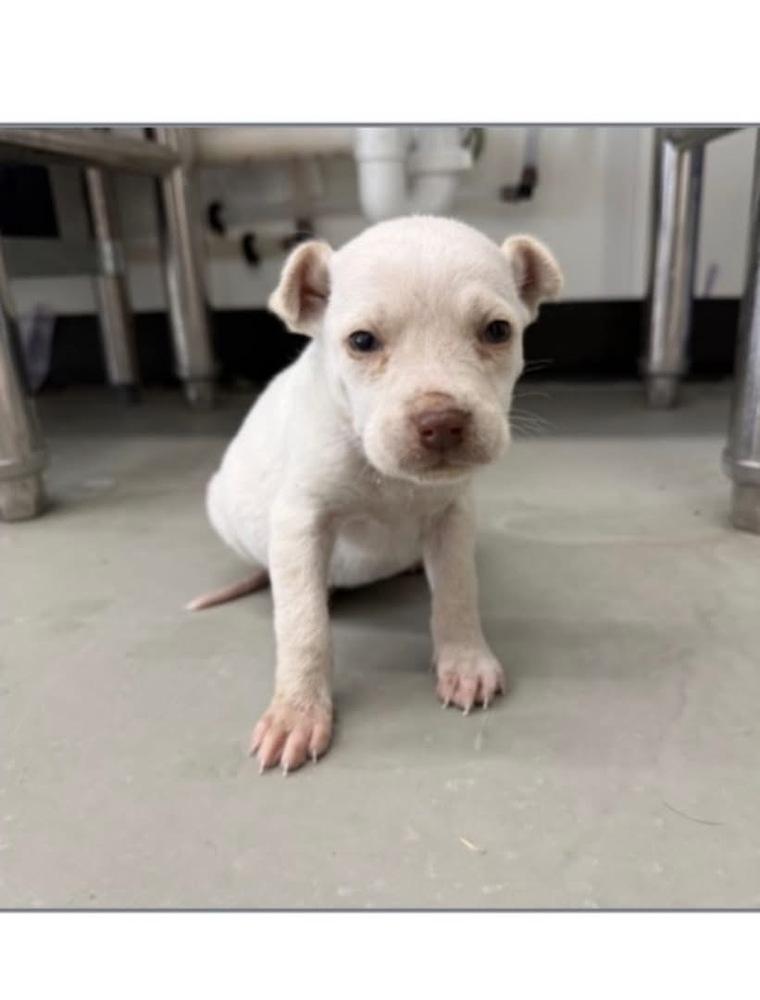 Enlarge Daphne, a Adoptable mixed breed in Bronx, NY image 2/6