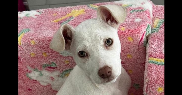 Enlarge Daphne, a Adoptable mixed breed in Bronx, NY image 2/6