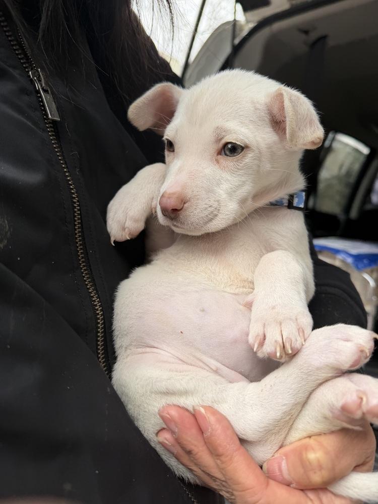 Enlarge Daphne, a Adoptable mixed breed in Bronx, NY image 3/6