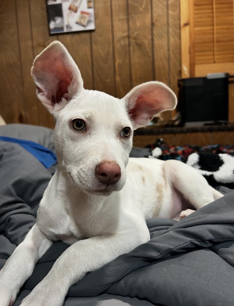 Enlarge Daphne, a Adoptable mixed breed in Bronx, NY image 3/6