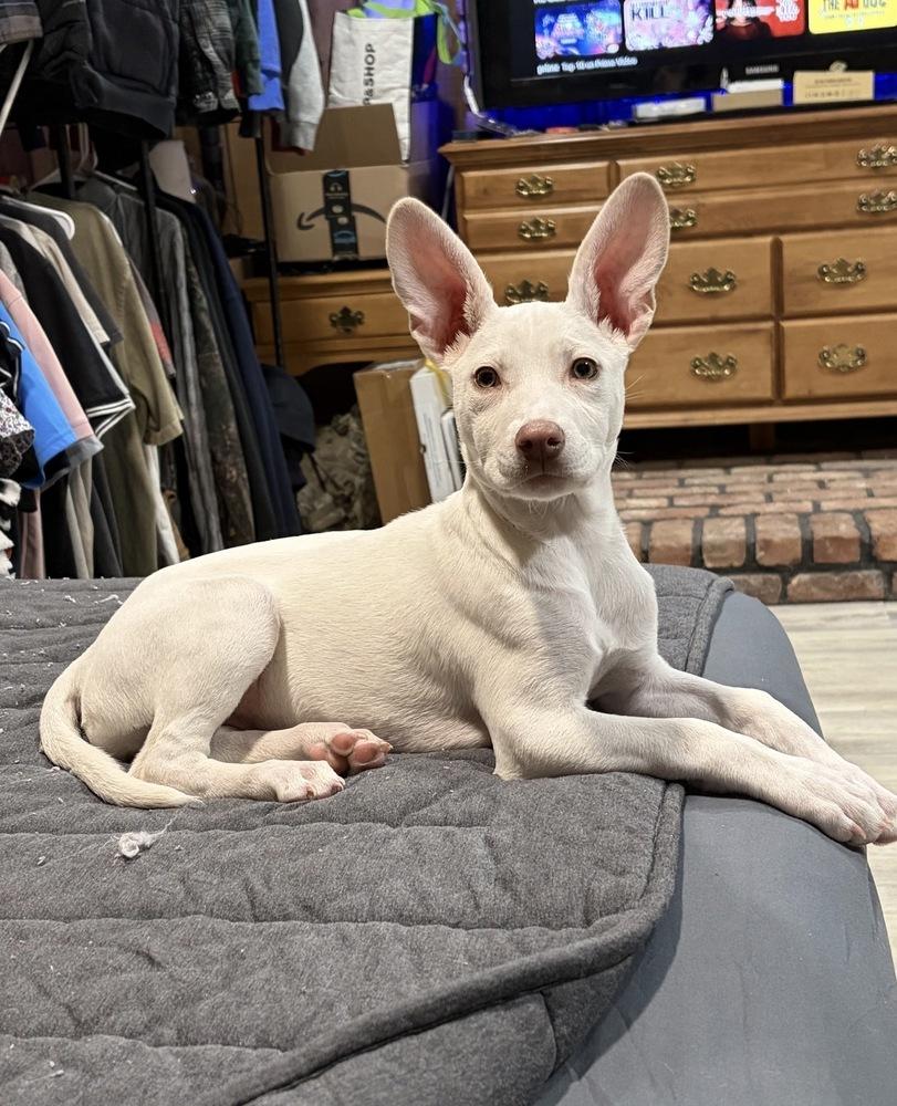 Enlarge Daphne, a Adoptable mixed breed in Bronx, NY image 5/6