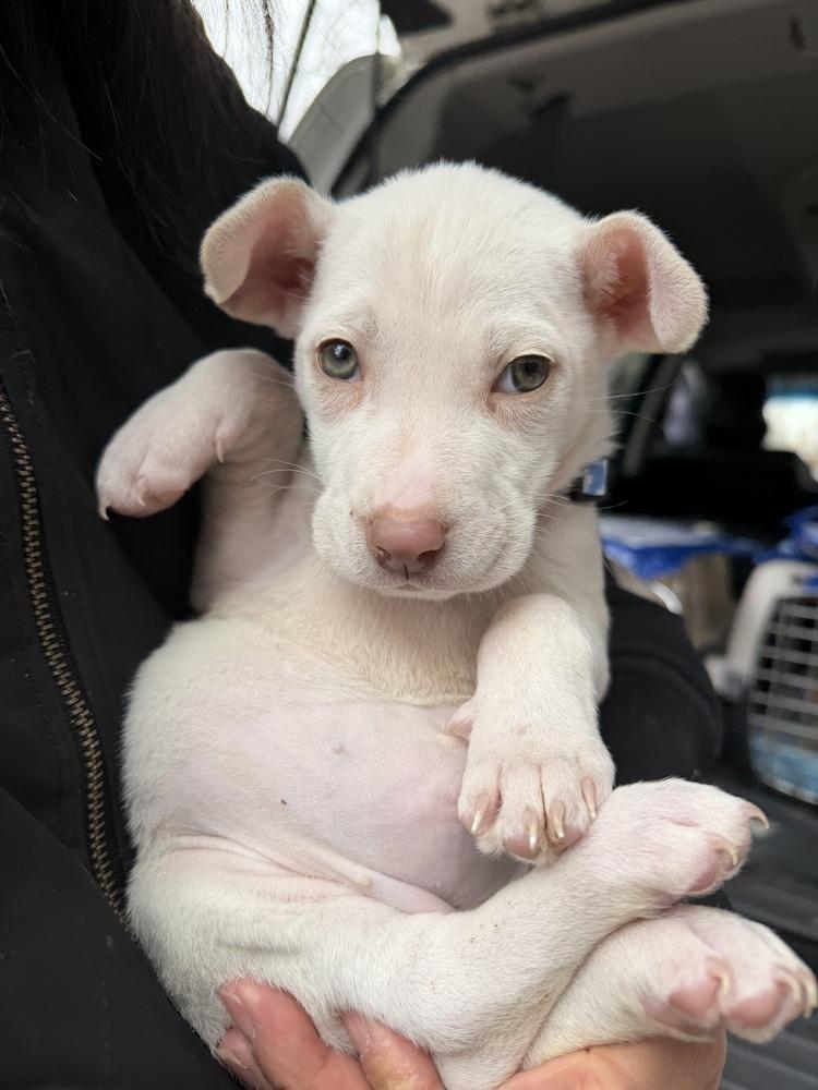Enlarge Daphne, a Adoptable mixed breed in Bronx, NY image 6/6