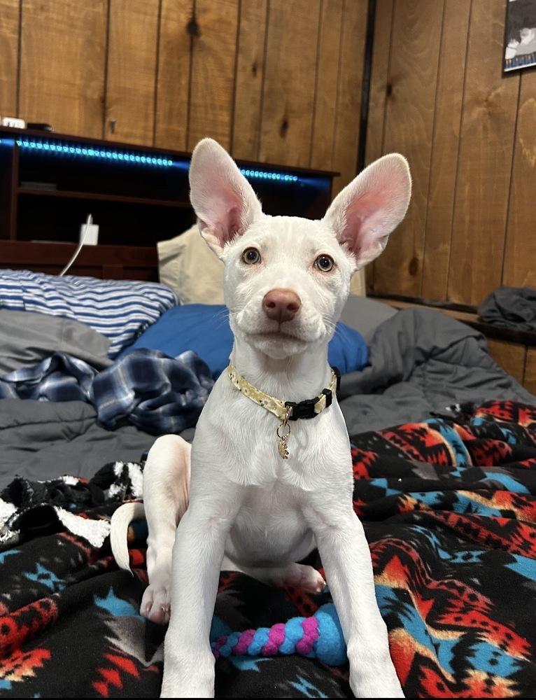 Enlarge Daphne, a Adoptable mixed breed in Bronx, NY image 6/6