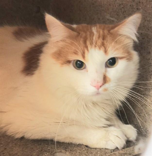 BOWIE, Adoptable, Adult Male Domestic Long Hair & Domestic Short Hair.