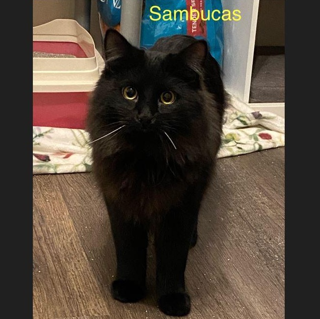 Sambucas, Adoptable, Kitten Male Domestic Long Hair.