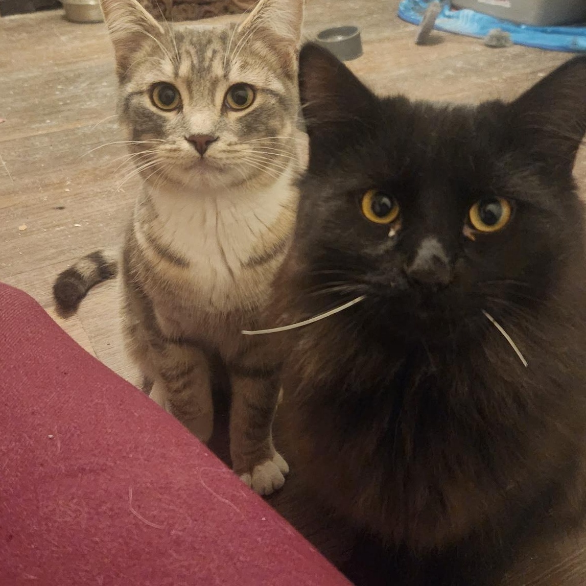 Enlarge Sambucas, a Adoptable Domestic Long Hair in Menasha, WI image 2/2