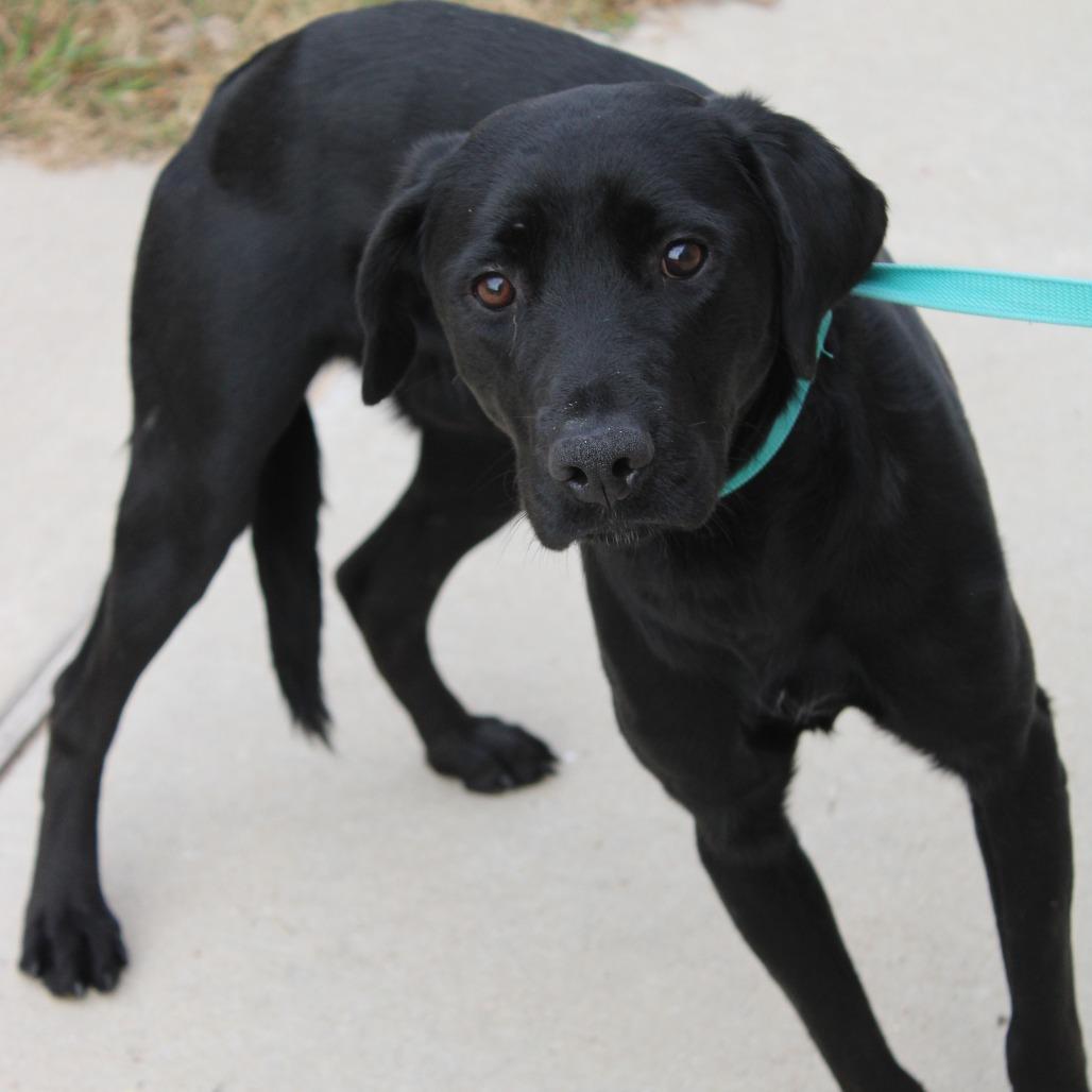 Boomer, Adoptable, Young Male Retriever.
