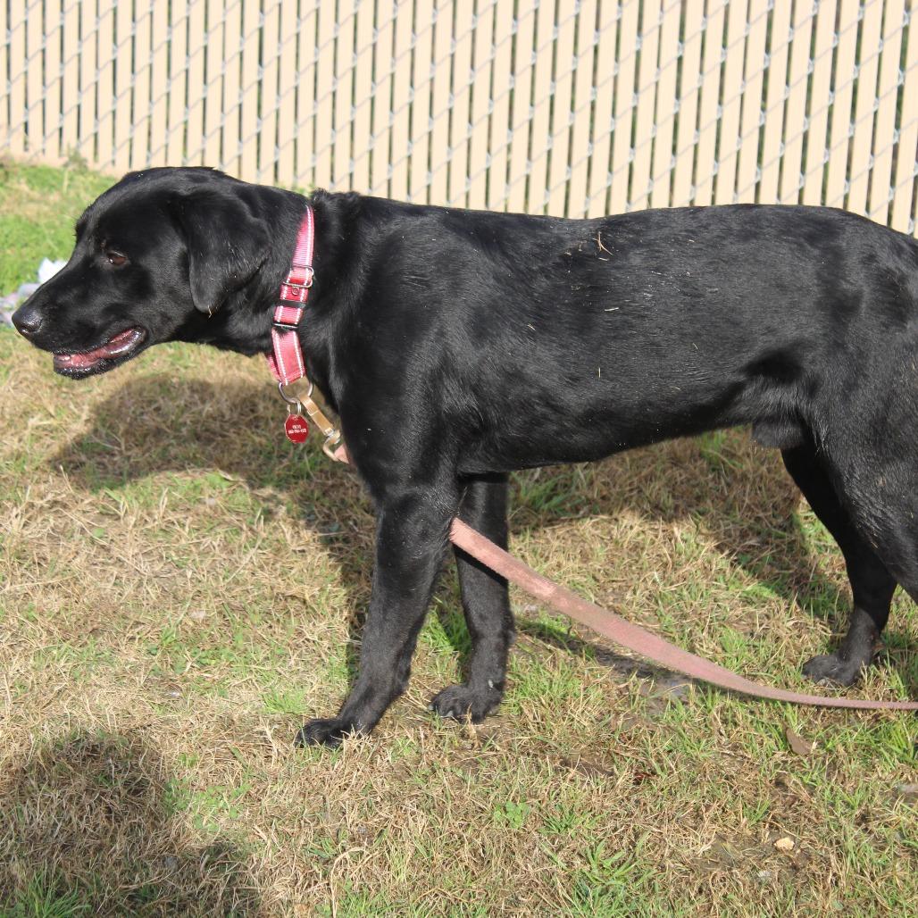 Enlarge Boomer, a Adoptable Retriever in West Point, MS image 2/5