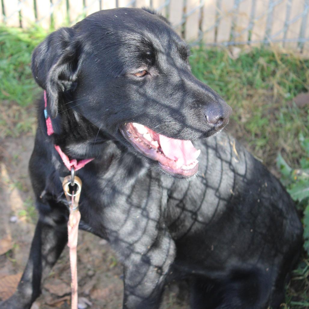 Enlarge Boomer, a Adoptable Retriever in West Point, MS image 3/5