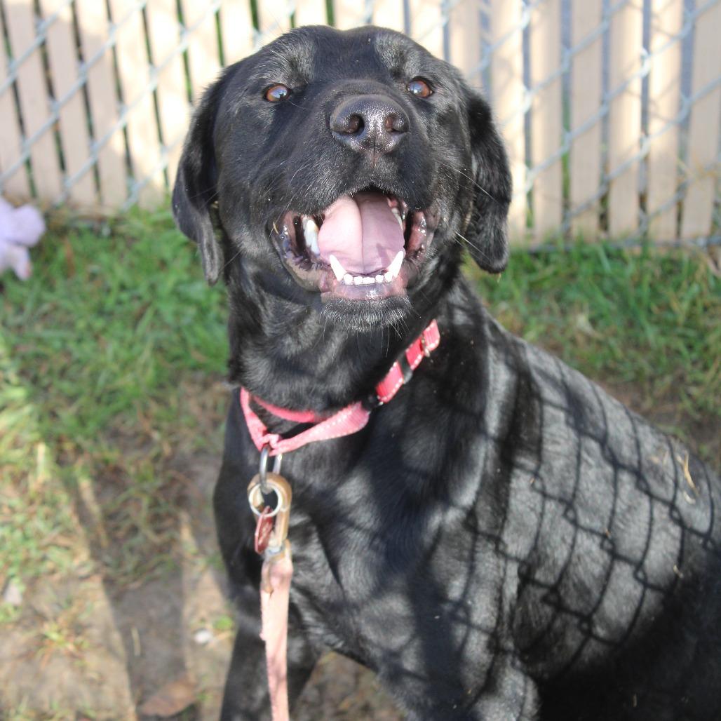 Enlarge Boomer, a Adoptable Retriever in West Point, MS image 4/5