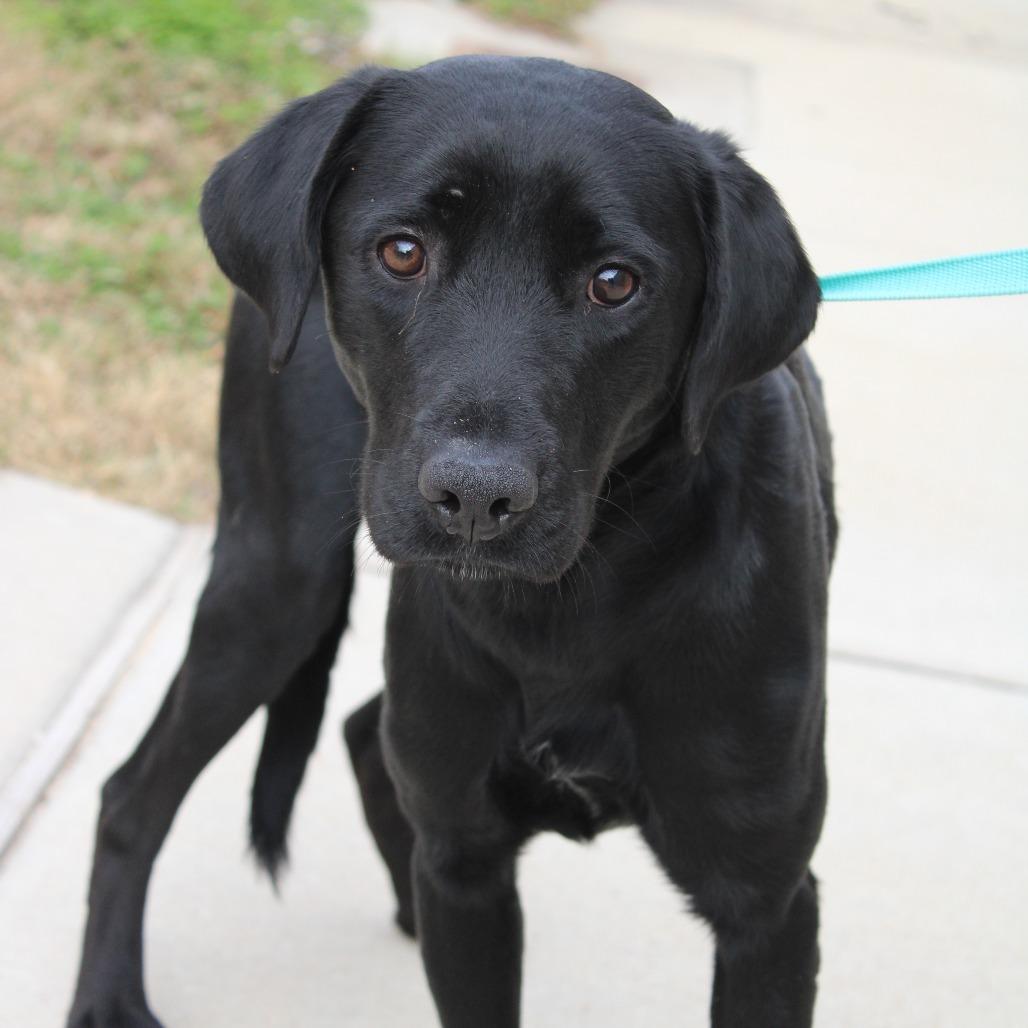 Enlarge Boomer, a Adoptable Retriever in West Point, MS image 5/5