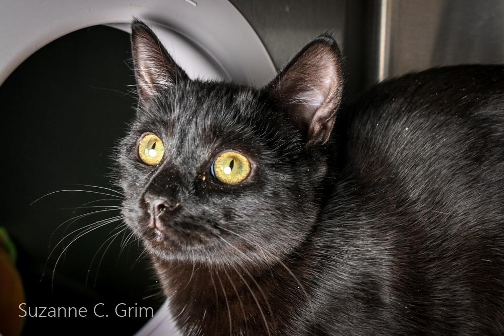 Winnie, Adoptable, Kitten Male Domestic Short Hair.