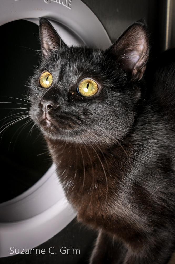 Enlarge Winnie, a Adoptable mixed breed in New Orleans, LA image 2/3