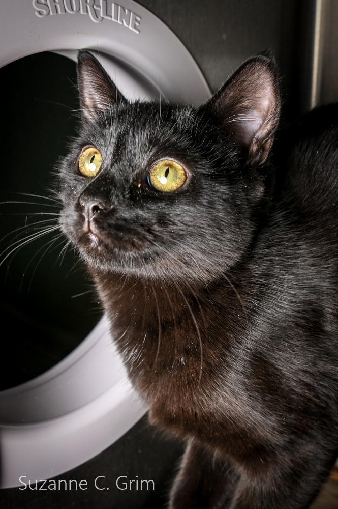 Enlarge Winnie, a Adoptable mixed breed in New Orleans, LA image 3/3