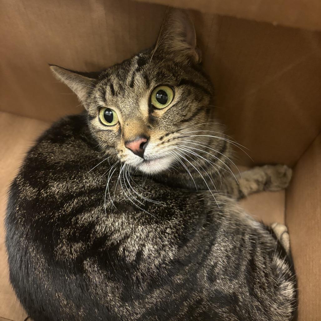 Enlarge Mystique, a Adoptable Domestic Short Hair in Council Bluffs, IA image 1/1