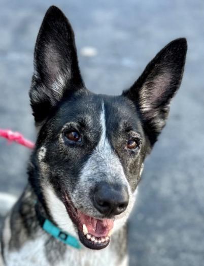 Cleo - Adopt Me!, a Adoptable mixed breed in Lake Forest, CA image 1/6