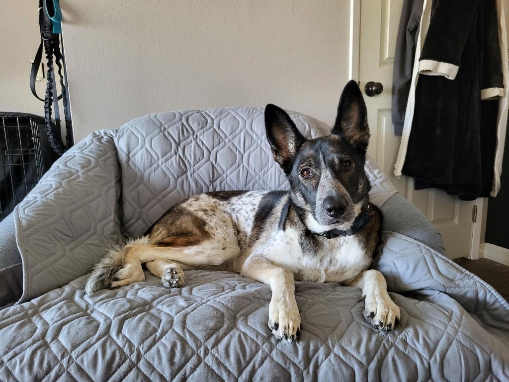 Cleo - Foster or Adopt Me!, Adoptable, Adult Female Shepherd & Cattle Dog.