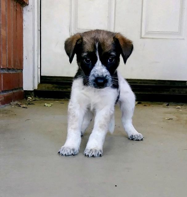 Enlarge Cleo - Adopt Me!, a Adoptable mixed breed in Lake Forest, CA image 1/6