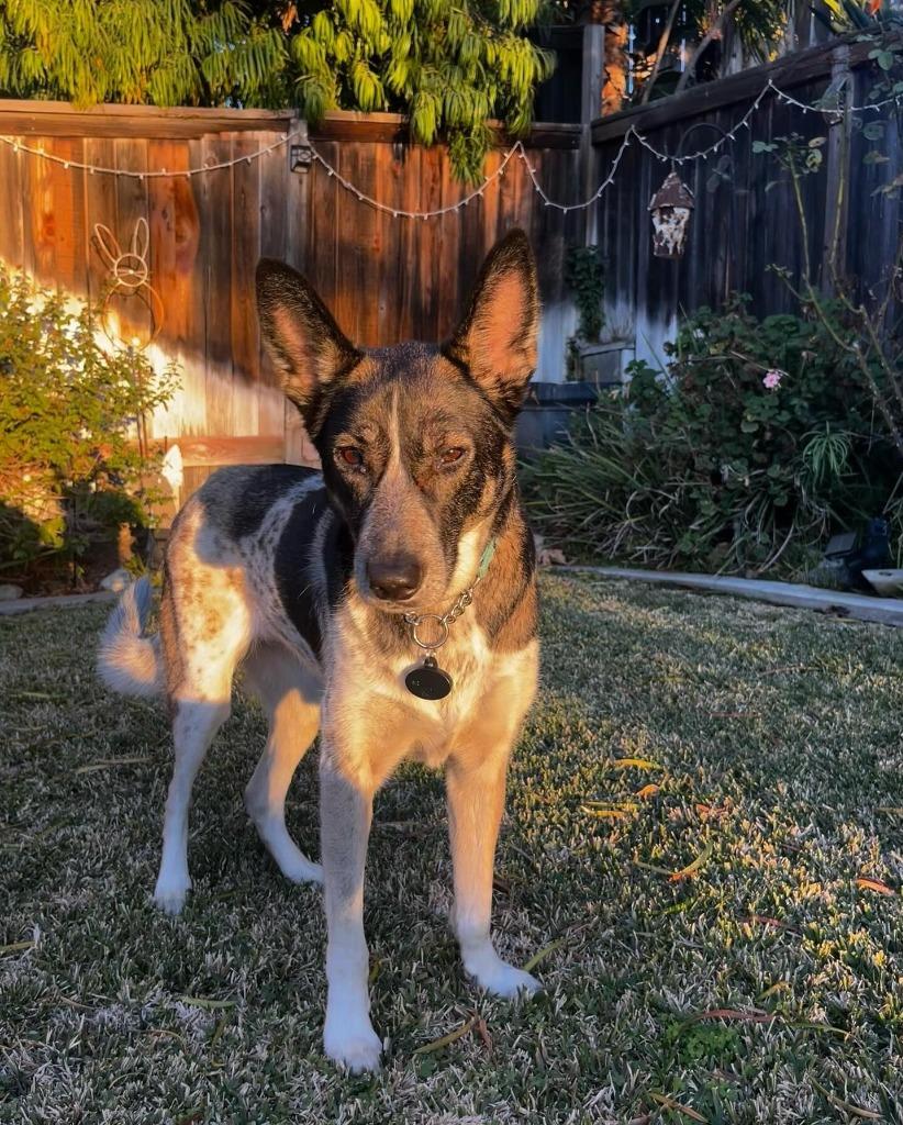 Cleo - Adopt Me!, a Adoptable mixed breed in Lake Forest, CA image 2/6