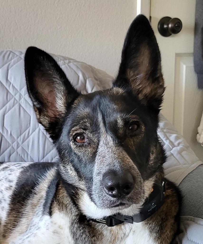 Enlarge Cleo - Adopt Me!, a Adoptable mixed breed in Lake Forest, CA image 3/6