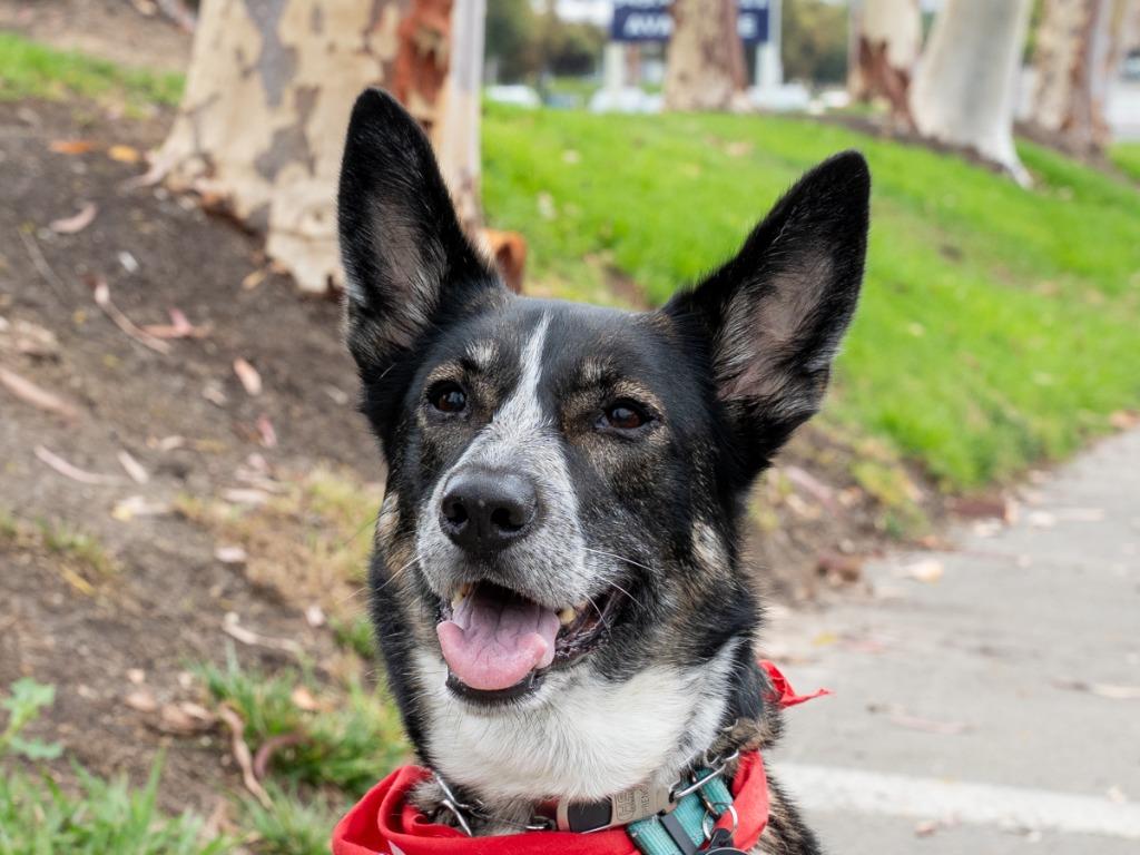 Enlarge Cleo - Foster or Adopt Me!, a Adoptable mixed breed in Lake Forest, CA image 3/6