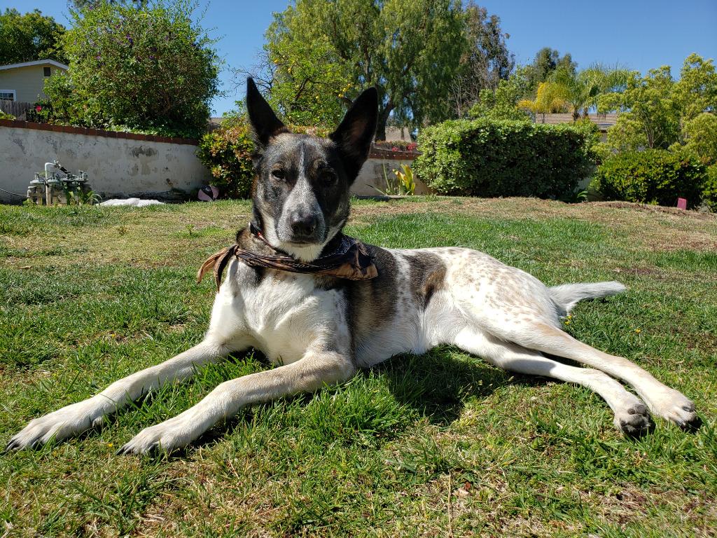 Enlarge Cleo - Foster or Adopt Me!, a Adoptable mixed breed in Lake Forest, CA image 4/6