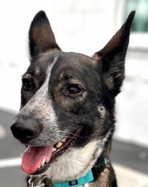 Enlarge Cleo - Adopt Me!, a Adoptable mixed breed in Lake Forest, CA image 6/6