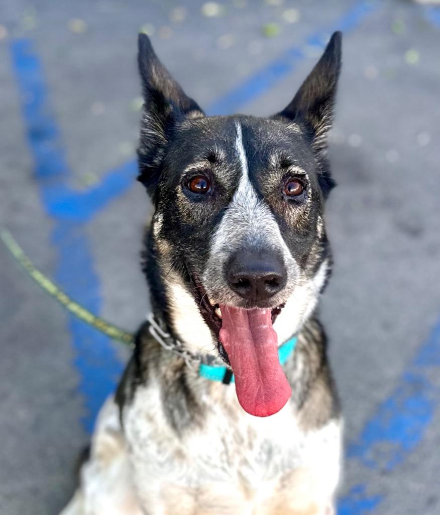 Cleo - Foster or Adopt Me!, a Adoptable mixed breed in Lake Forest, CA image 5/6