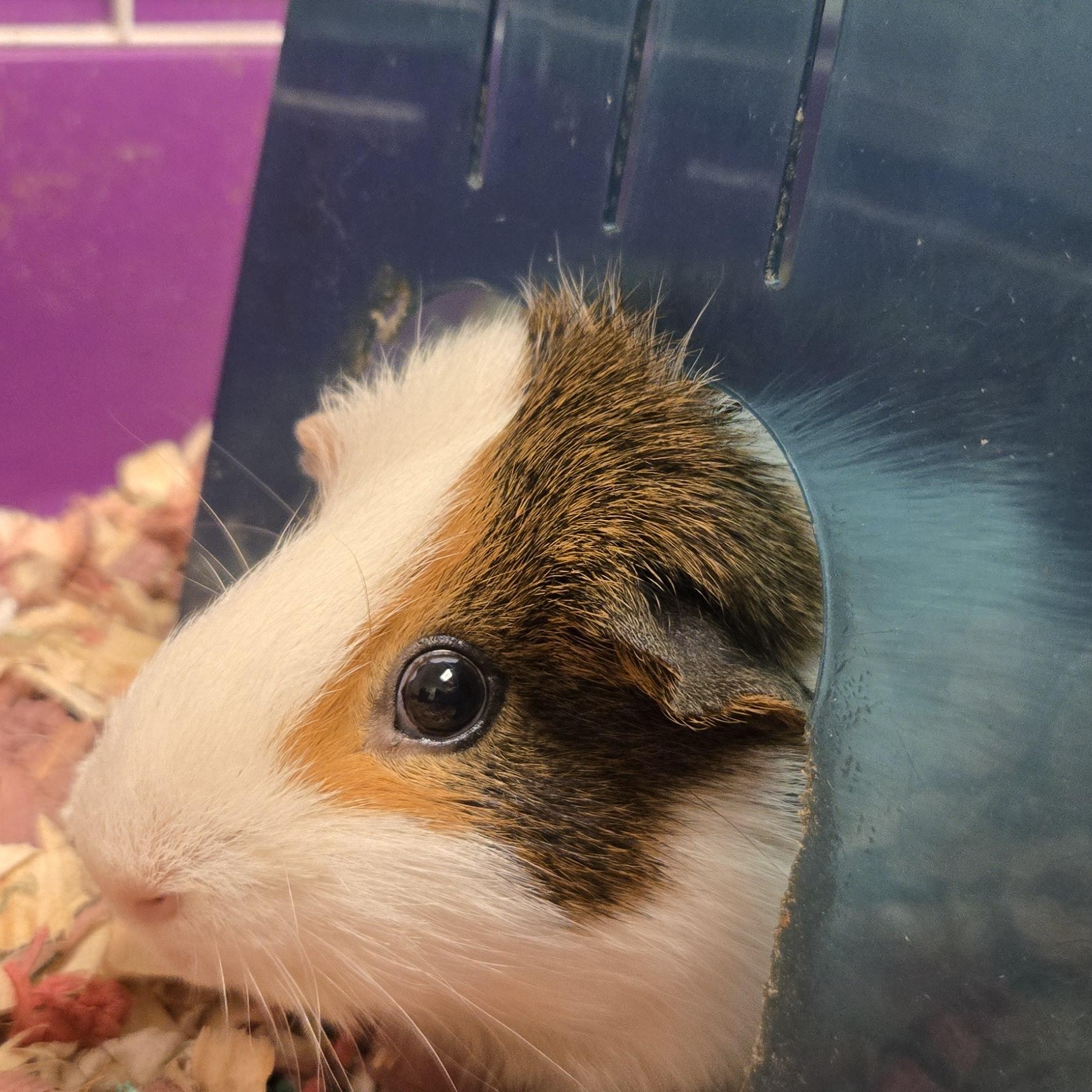 Enlarge Charlie Brown, a Adoptable Guinea Pig in Cedar Rapids, IA image 4/4