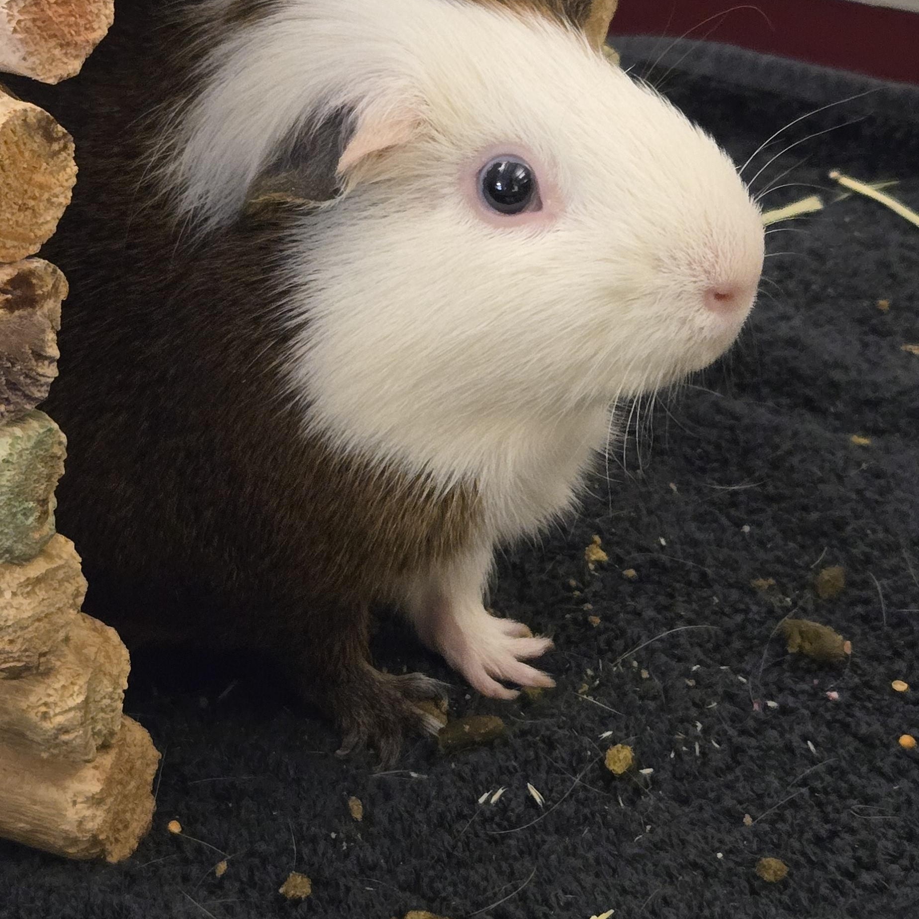 Enlarge Charlie Brown, a Adoptable Guinea Pig in Cedar Rapids, IA image 1/4