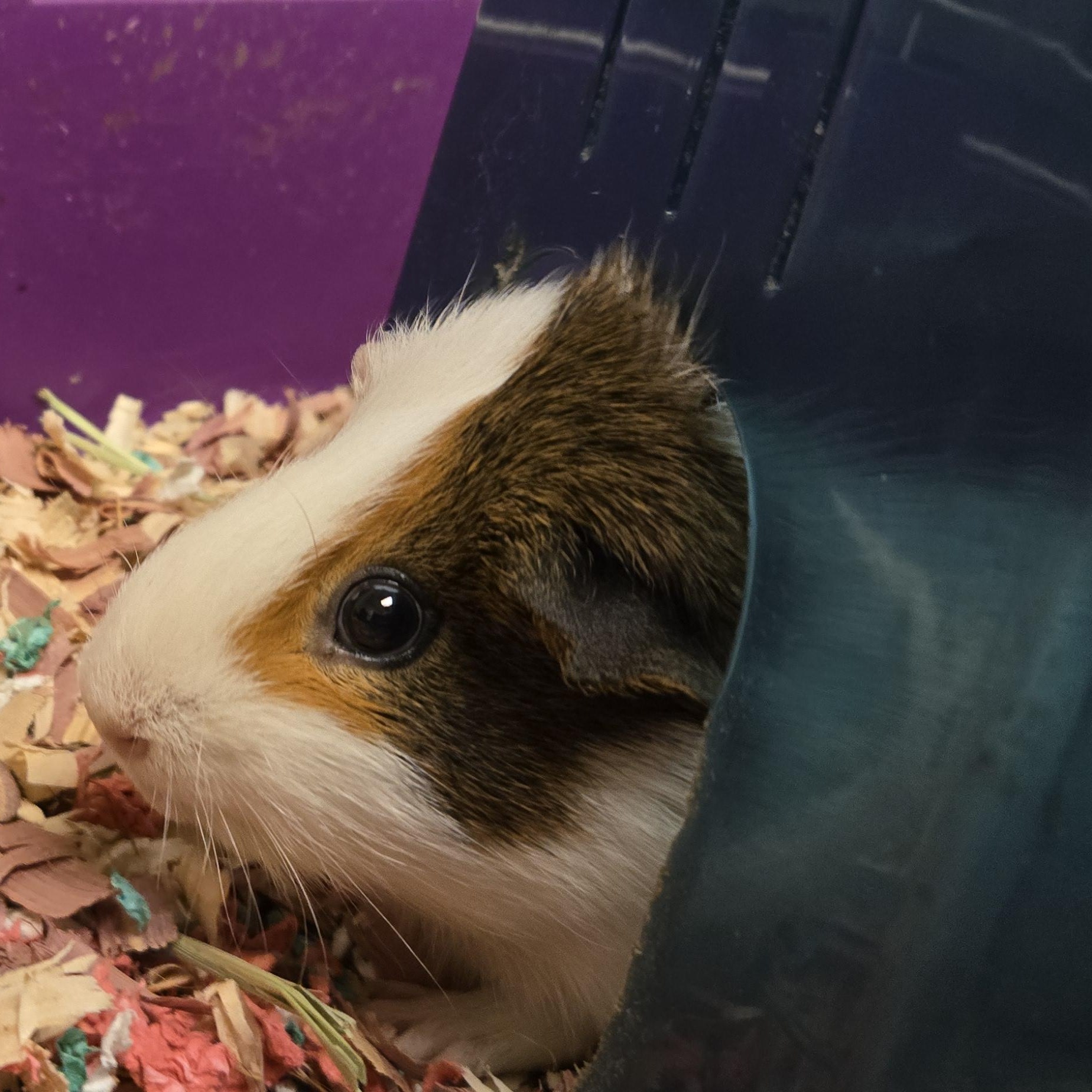 Enlarge Charlie Brown, a Adoptable Guinea Pig in Cedar Rapids, IA image 2/4