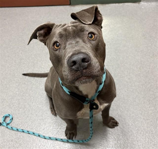 GIDEON, Adoptable, Adult Male Pit Bull Terrier.