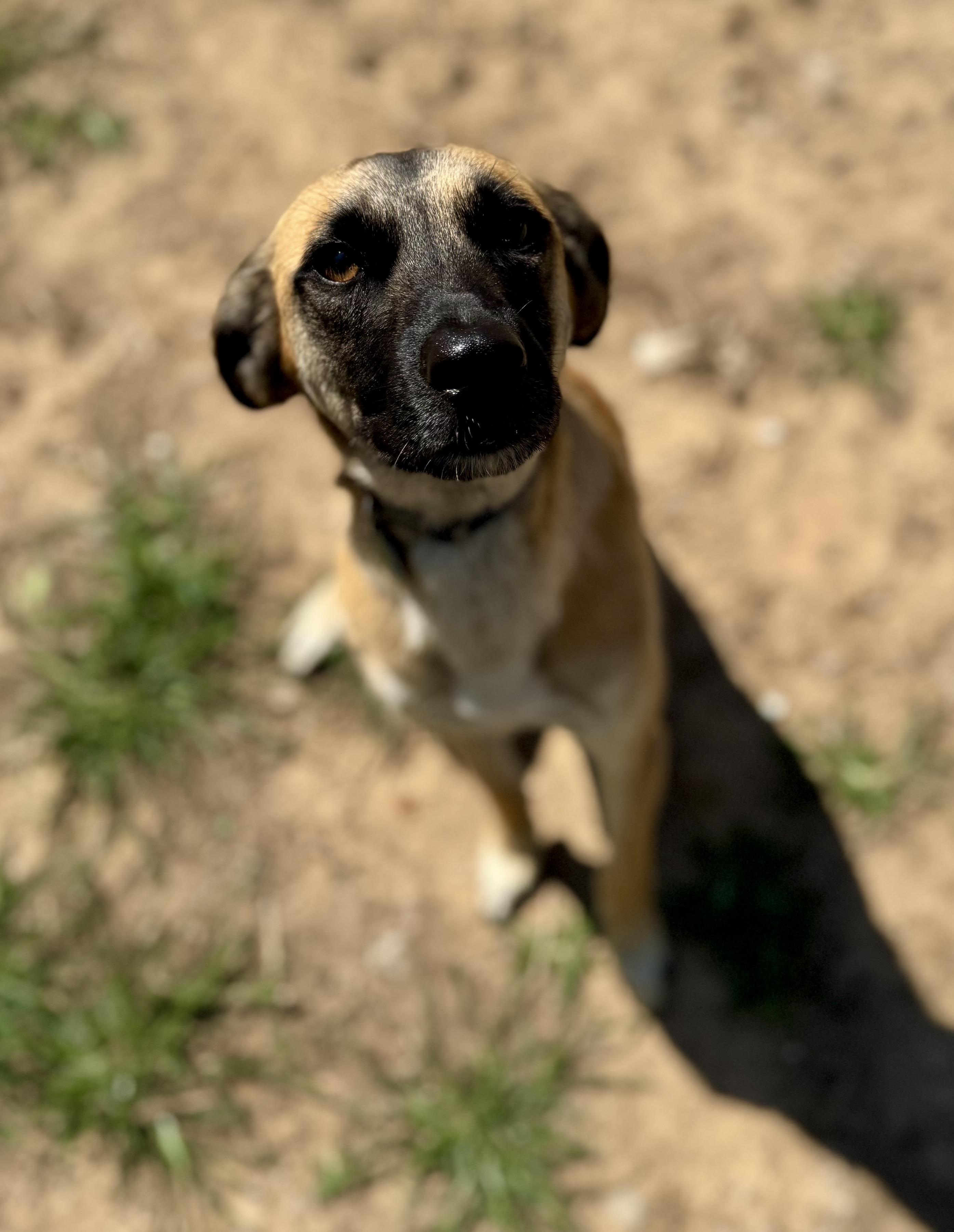 Otto, a ADOPTABLE mixed breed in Washington, MO image 2/3