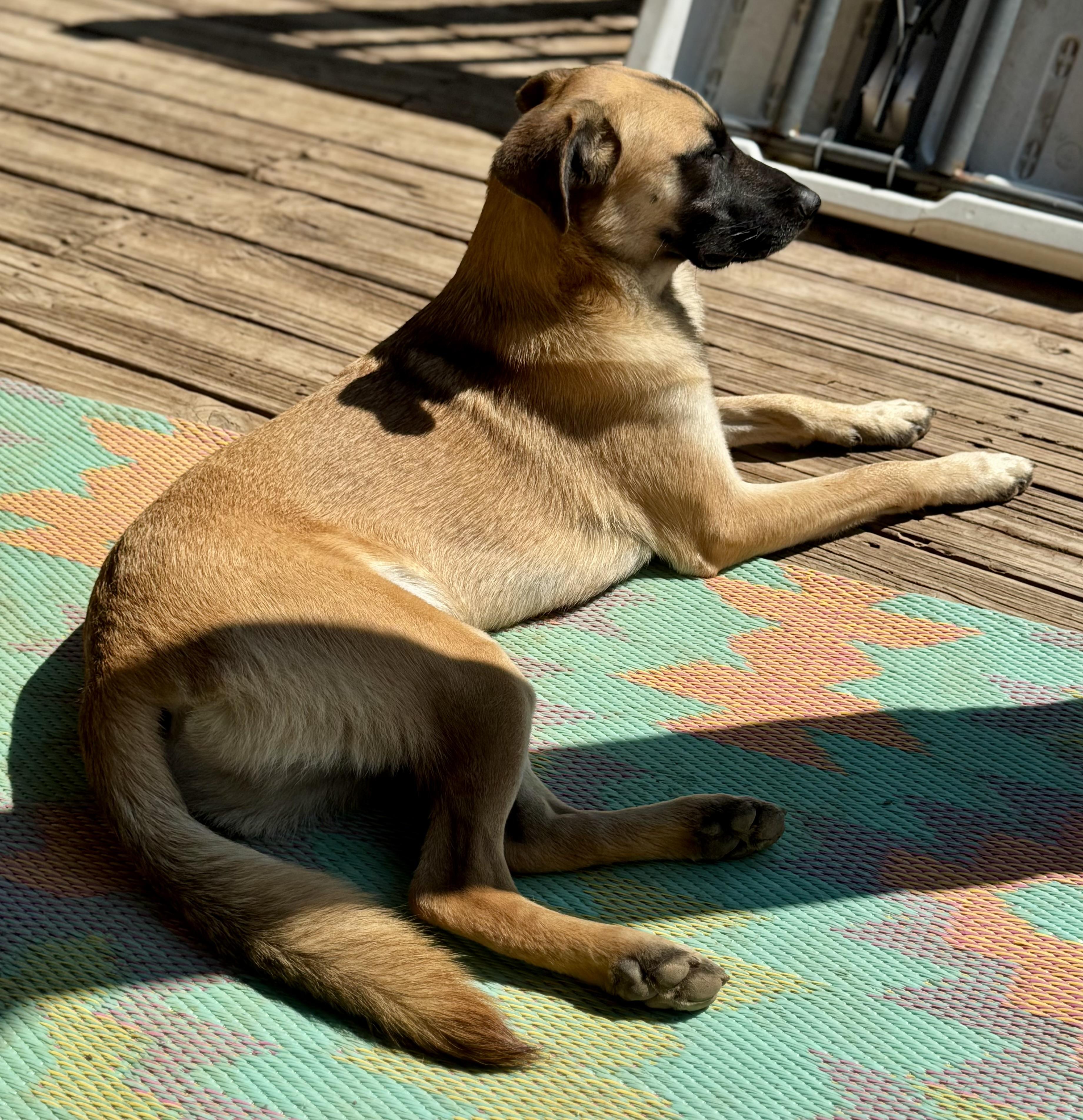 Otto, a ADOPTABLE mixed breed in Washington, MO image 2/4