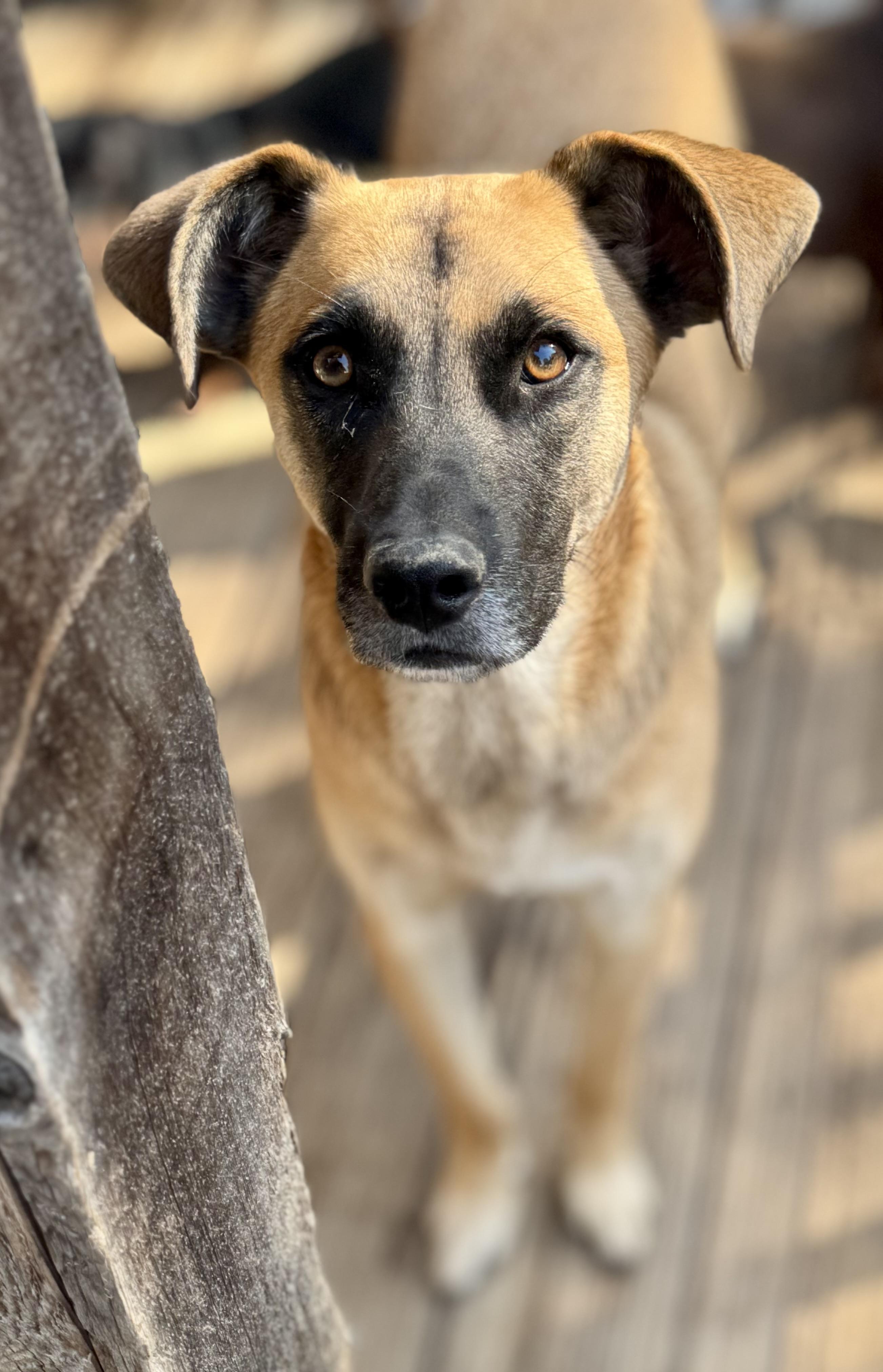 Otto, Adoptable, Young Male Belgian Shepherd / Malinois.