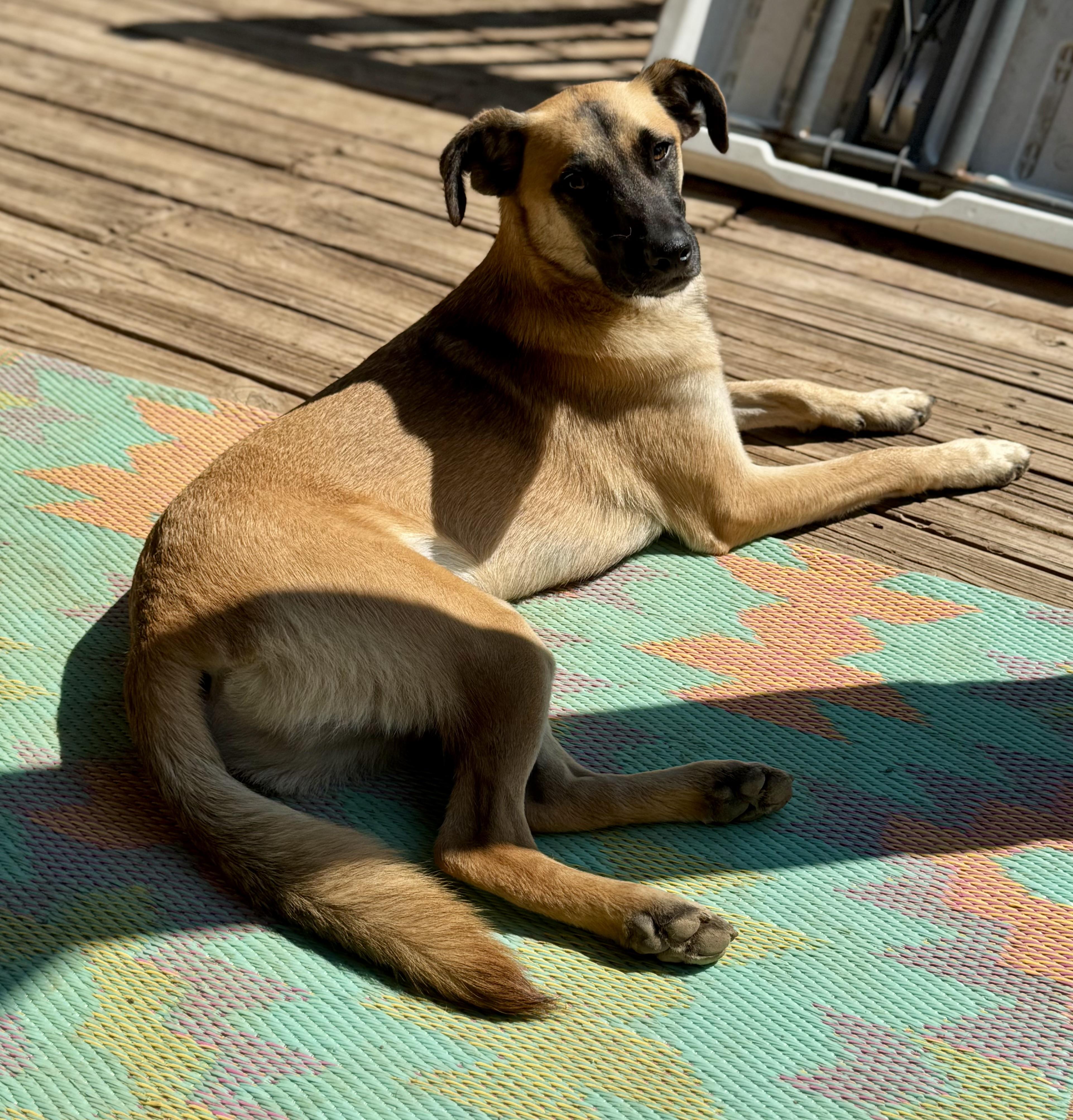 Otto, ADOPTABLE, Young Male Belgian Shepherd / Malinois.