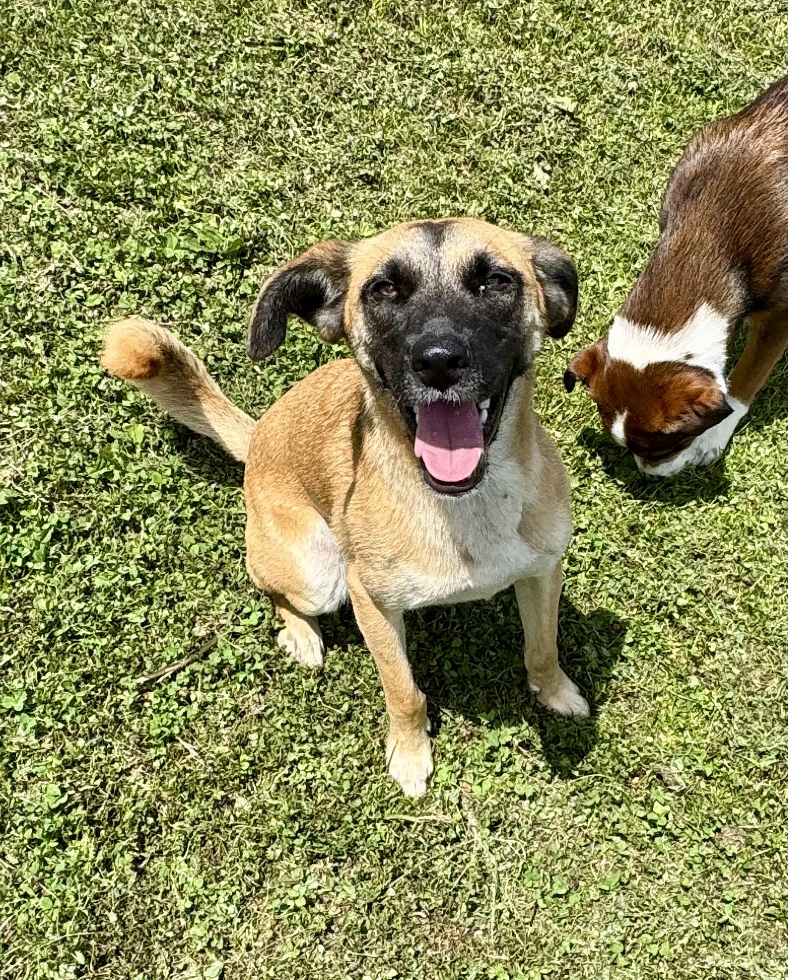 Otto, a ADOPTABLE mixed breed in Washington, MO image 3/3