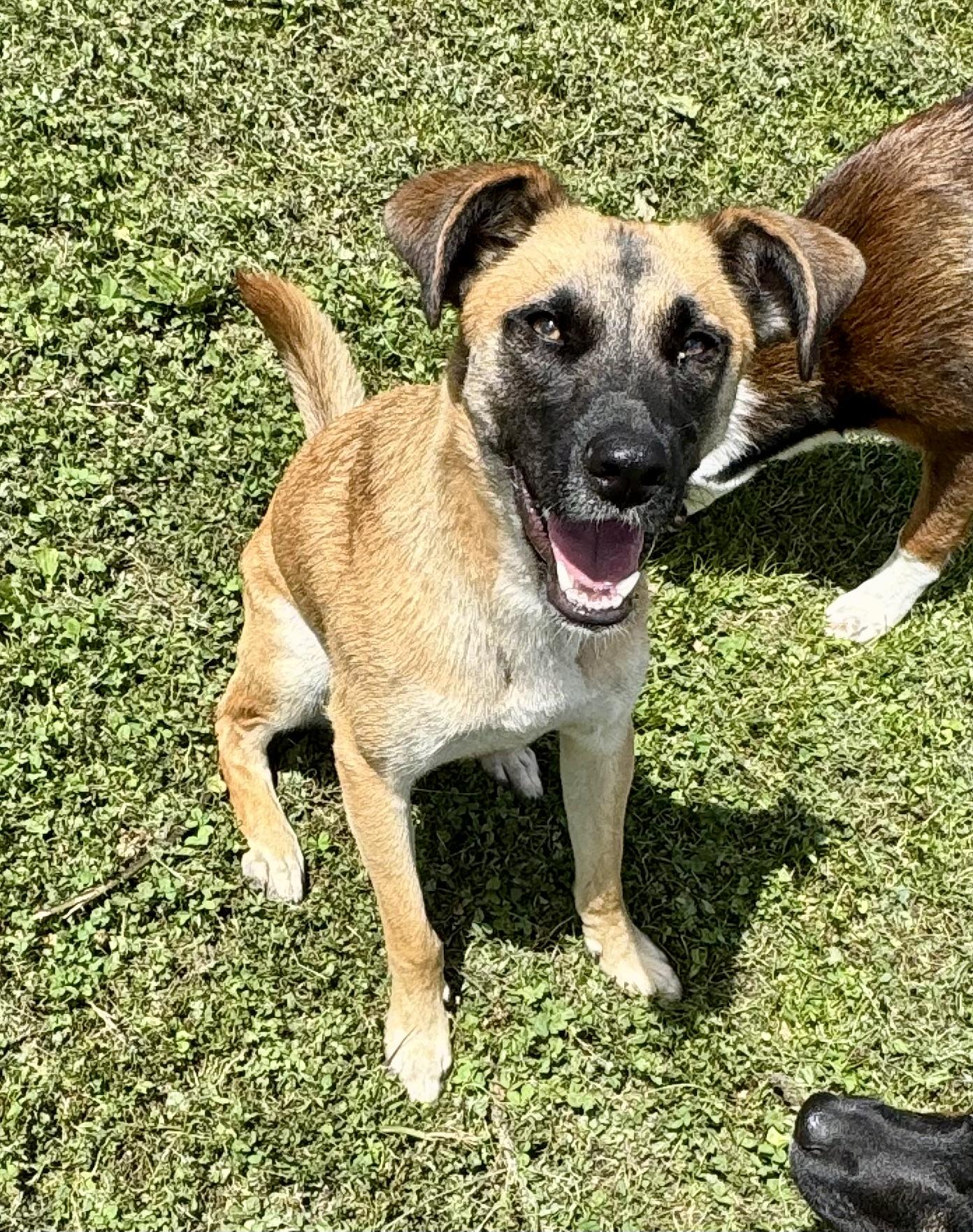 Otto, a ADOPTABLE mixed breed in Washington, MO image 1/3