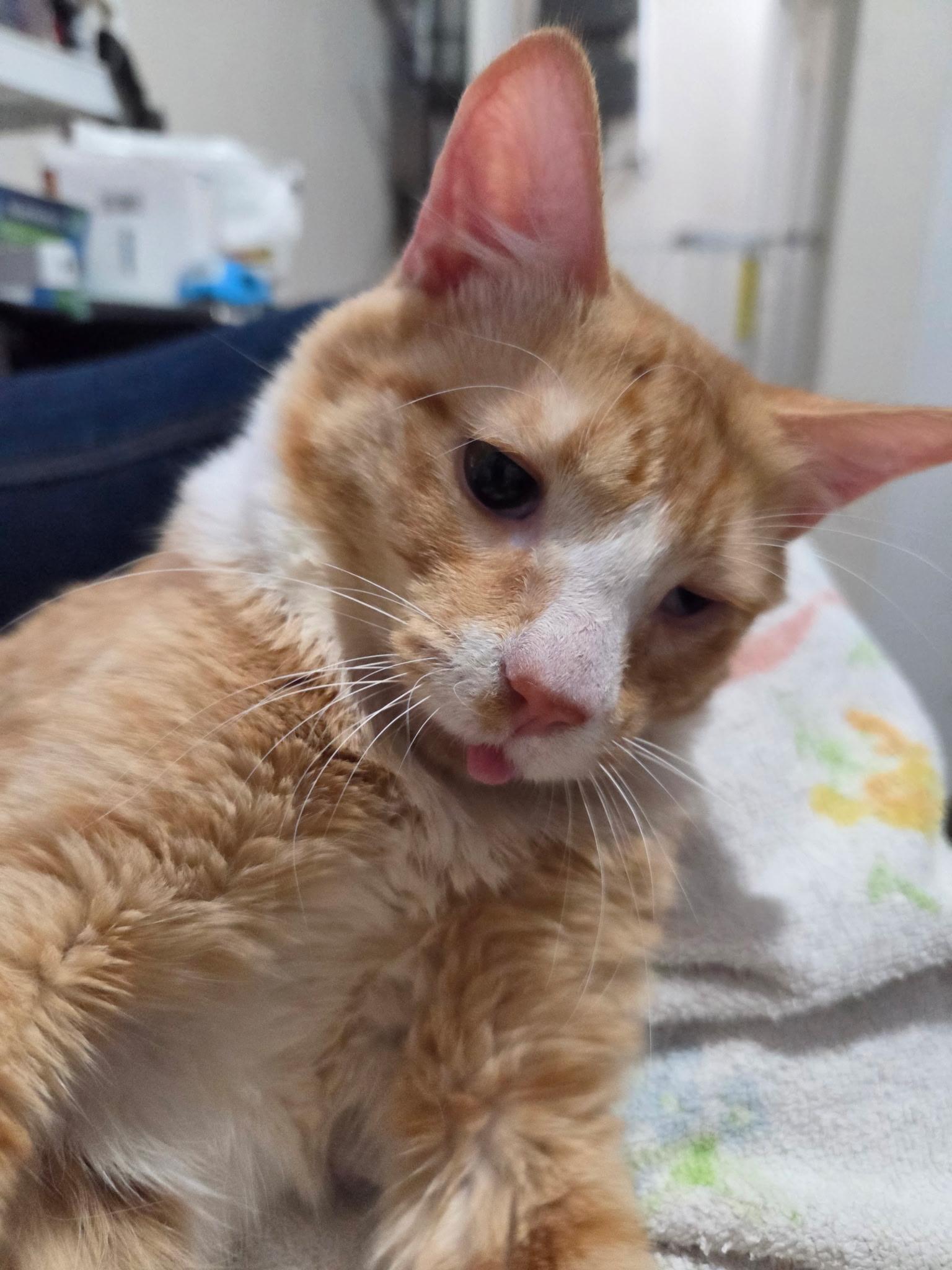 Enlarge Boba and Mochi (BONDED PAIR), a Adoptable Domestic Short Hair in Chilliwack, BC image 3/4