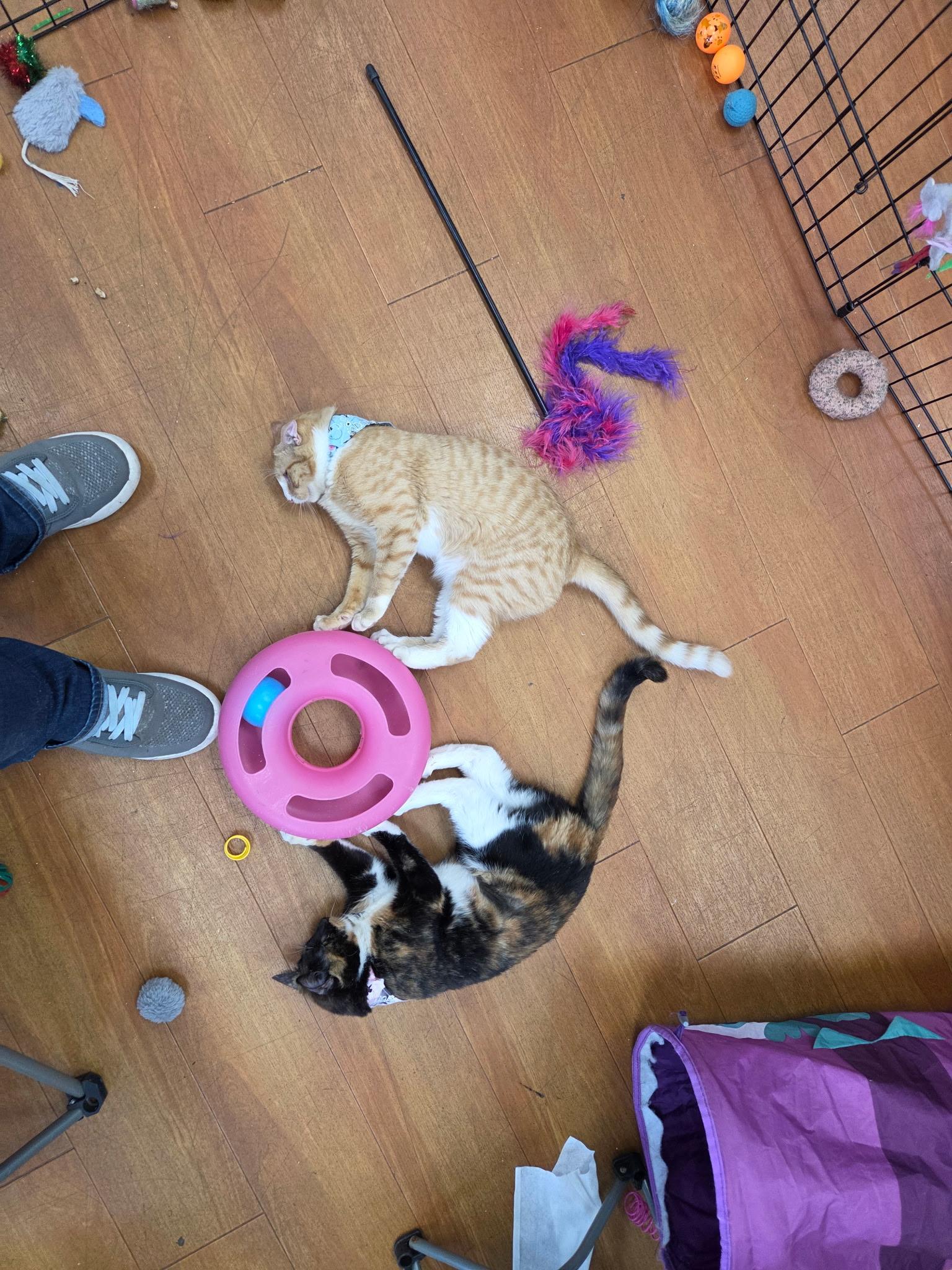 Enlarge Boba and Mochi (BONDED PAIR), a Adoptable Domestic Short Hair in Chilliwack, BC image 4/4