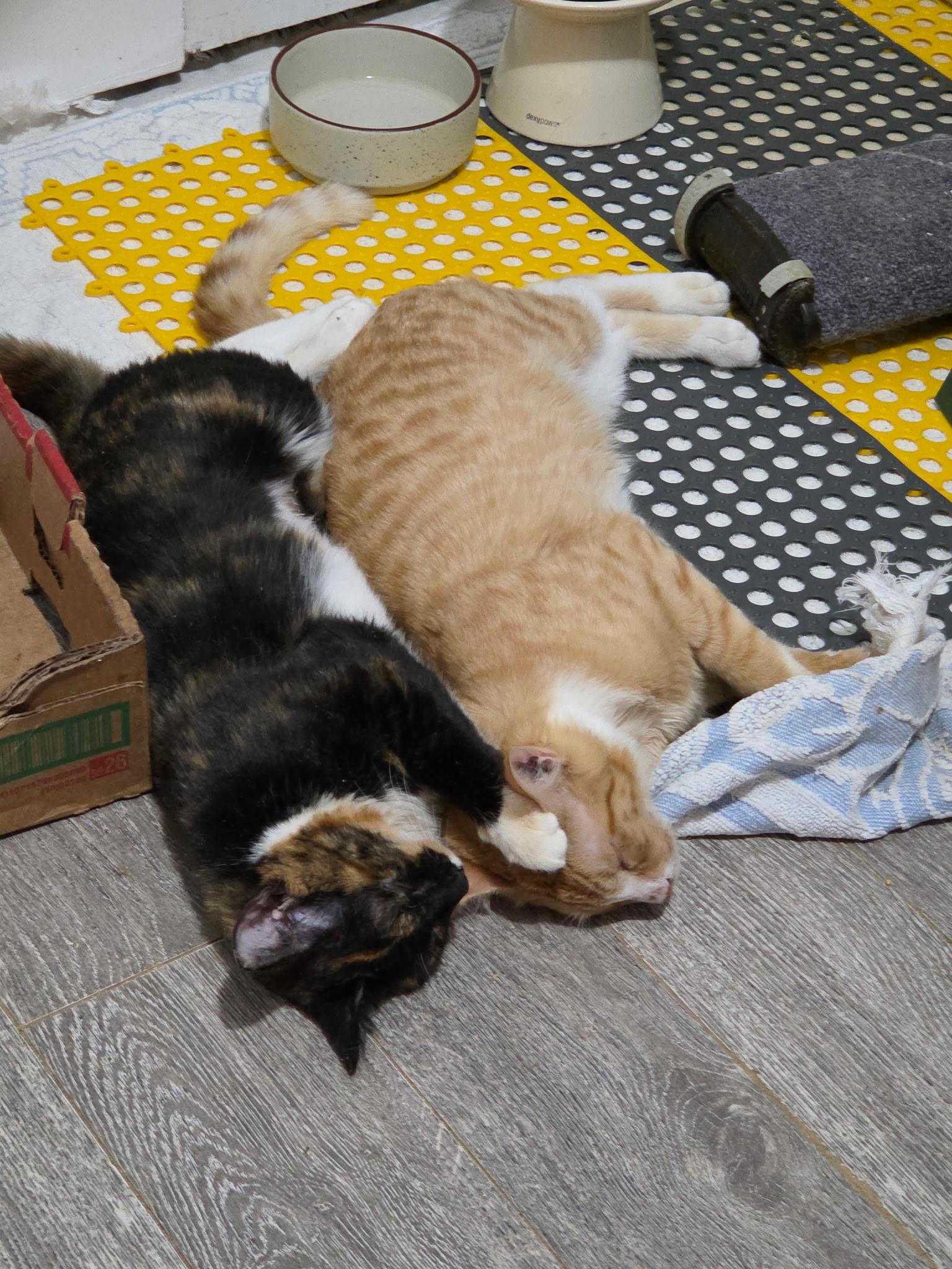 Enlarge Boba and Mochi (BONDED PAIR), a Adoptable Domestic Short Hair in Chilliwack, BC image 1/4